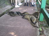 Coatis Blocking Path
