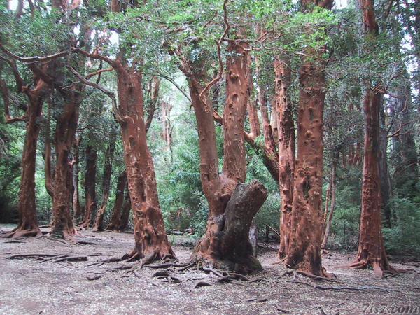 Red Trees