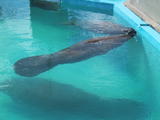 Manatees
