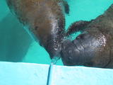 Manatees