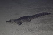 Caiman on Road
