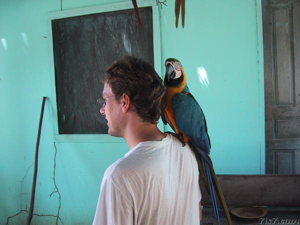 Macaw (Parrot)