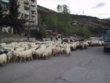 Sheep on Road
