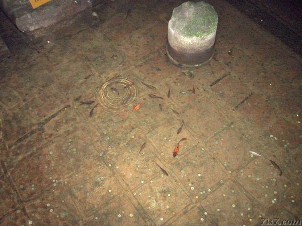 Fish in Roman Cistern