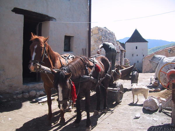 Cart and Horses