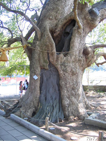 Tree That Survived Nuclear Explosion