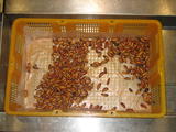 Silk Worms for Dinner?