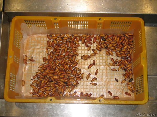 Silk Worms for Dinner?