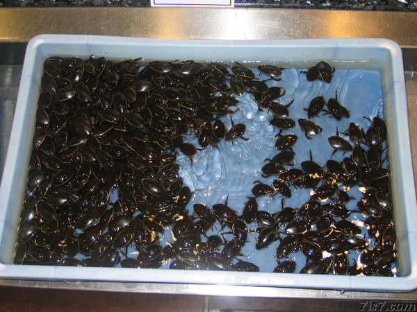 Water Beetles