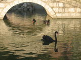 Black Swans