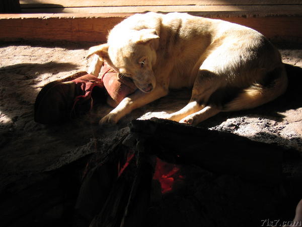 Innocent Dog