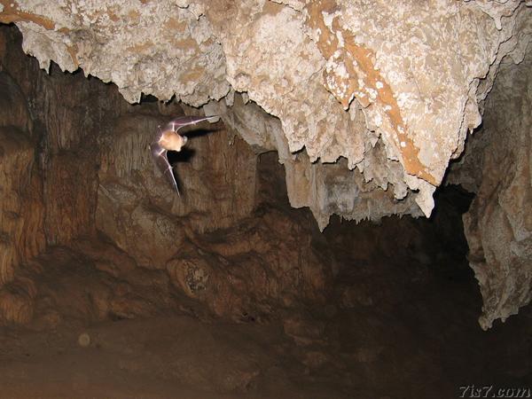 Bat in Flight