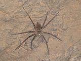 Cave Spider