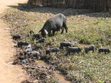Mother Pig and Piglets