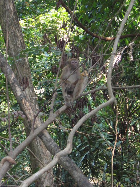 Wild Monkey