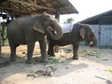 Elephants Eating