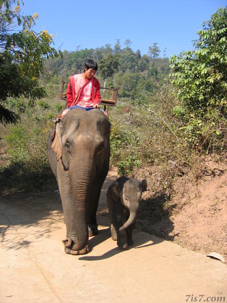 Baby Elephant and Mother