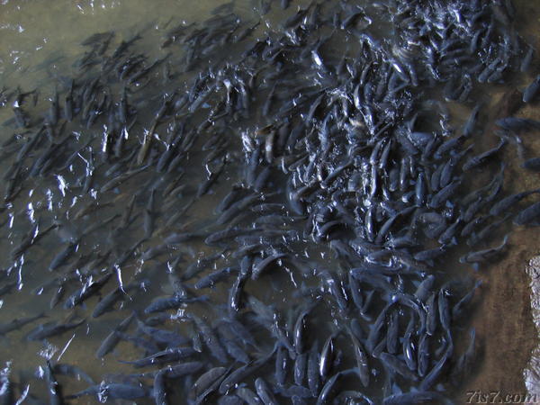 Tham Lod Fish