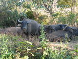 Water Buffalo