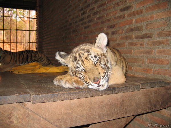 Tiger Puppy