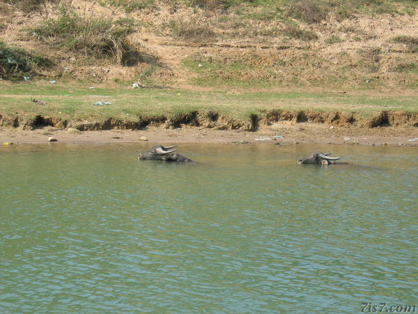 Waterbuffalo