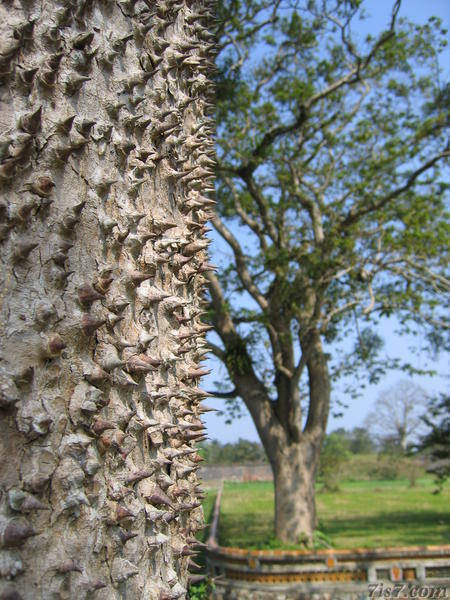 Thorn Tree
