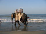 Elephant on Beach