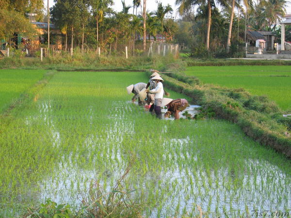 Rice Planters