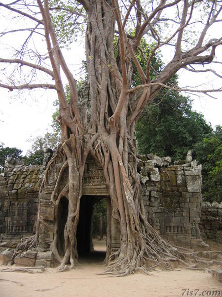 Ta Som Tree