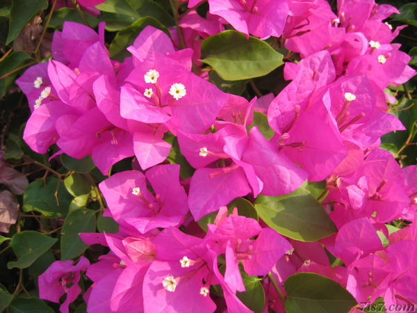 Purple Flower Leaves
