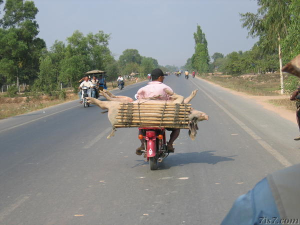 Pigs on Bike