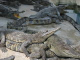 Crocodile Farm