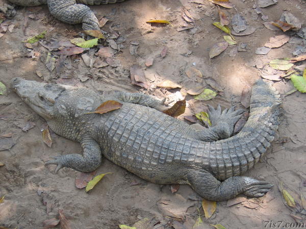 Crocodile With 7 Toes