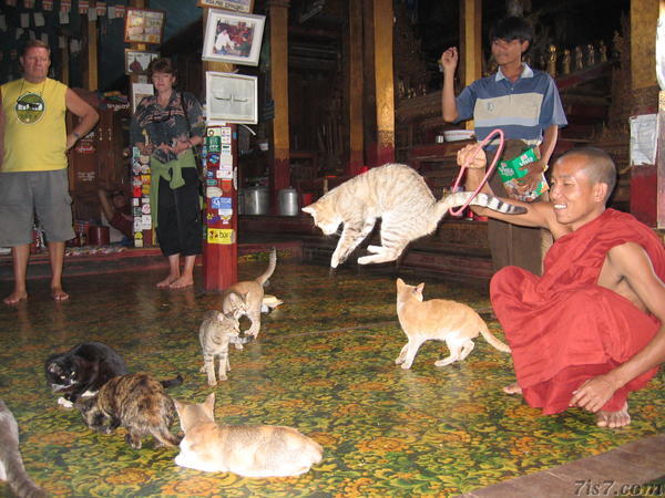 Jumping Cats Temple