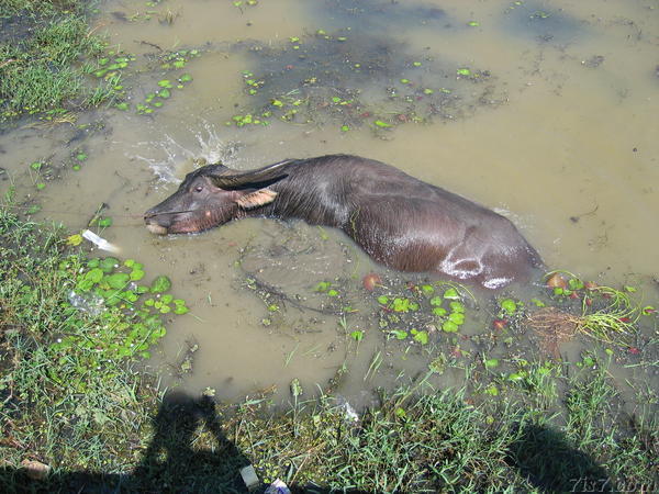 Waterbuffalo