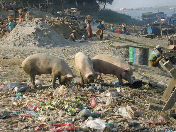 Pigs in the Harbor