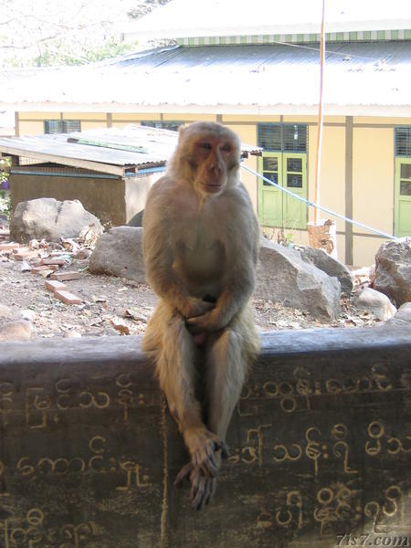 Old Popa Macaque