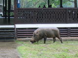 Wild Boar