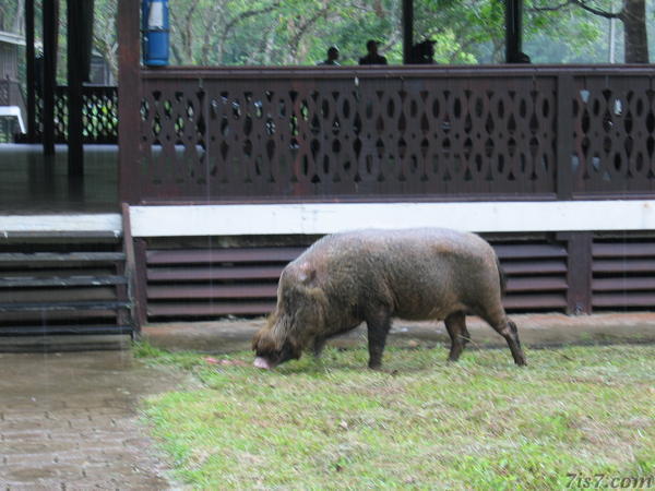 Wild Boar