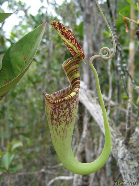 Pitcher Plant