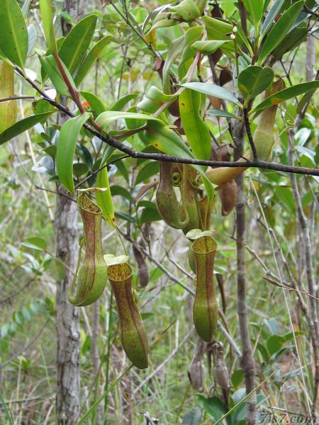 Pitcher Plant