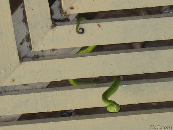 Pit Viper
