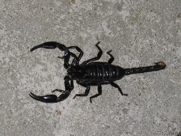 Scorpion