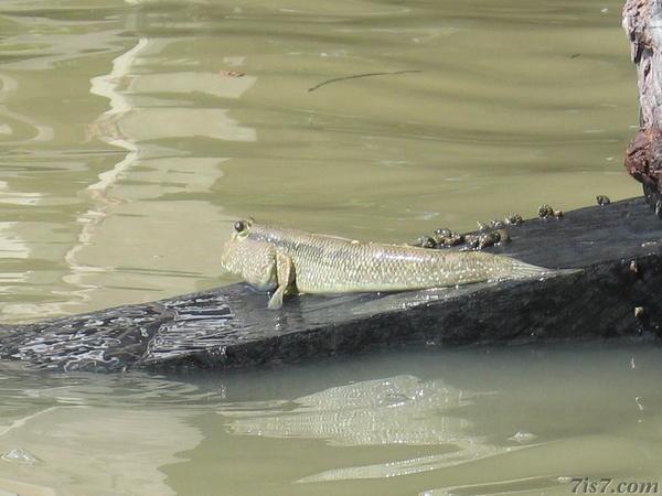 Walking Fish
