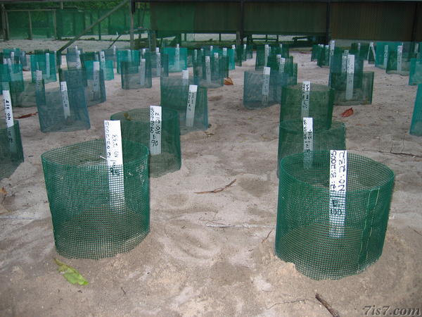 Turtle Island Hatchery