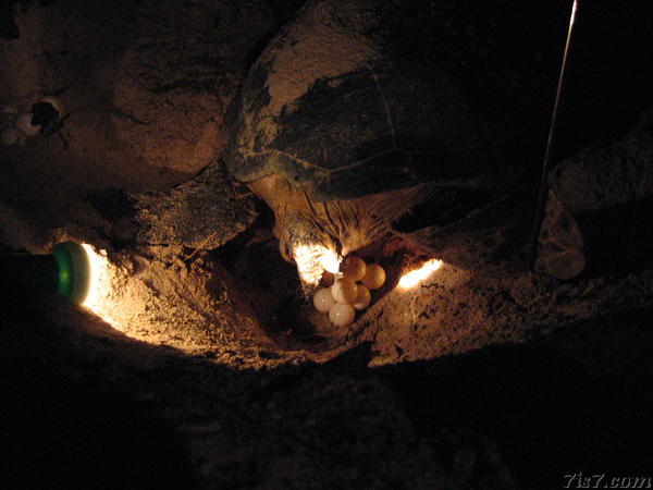 Sea Turtle Laying Eggs