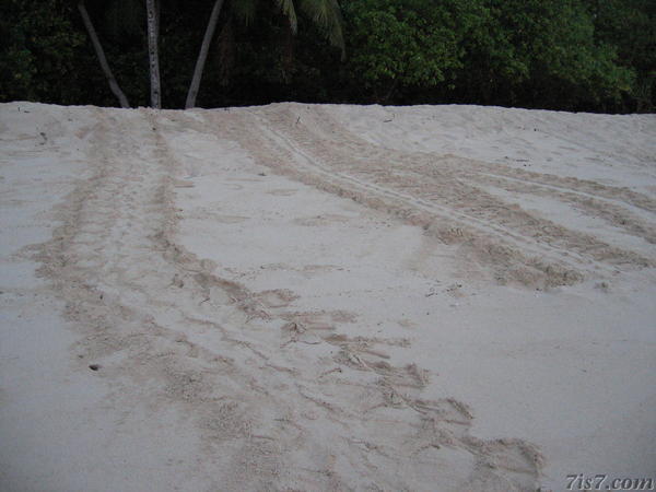 Turtle Tracks