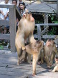 Macaques