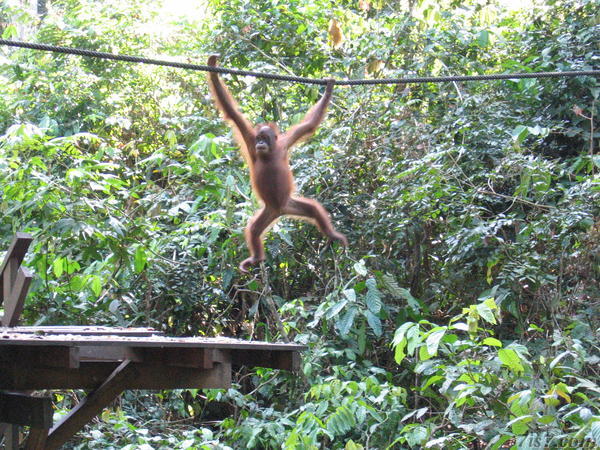 Sepilok Orang-utan