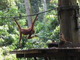 Orang-utan Eating Sugarcane